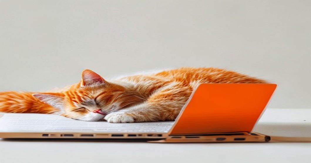 cat sleeping peacefully away from laptop during work hours